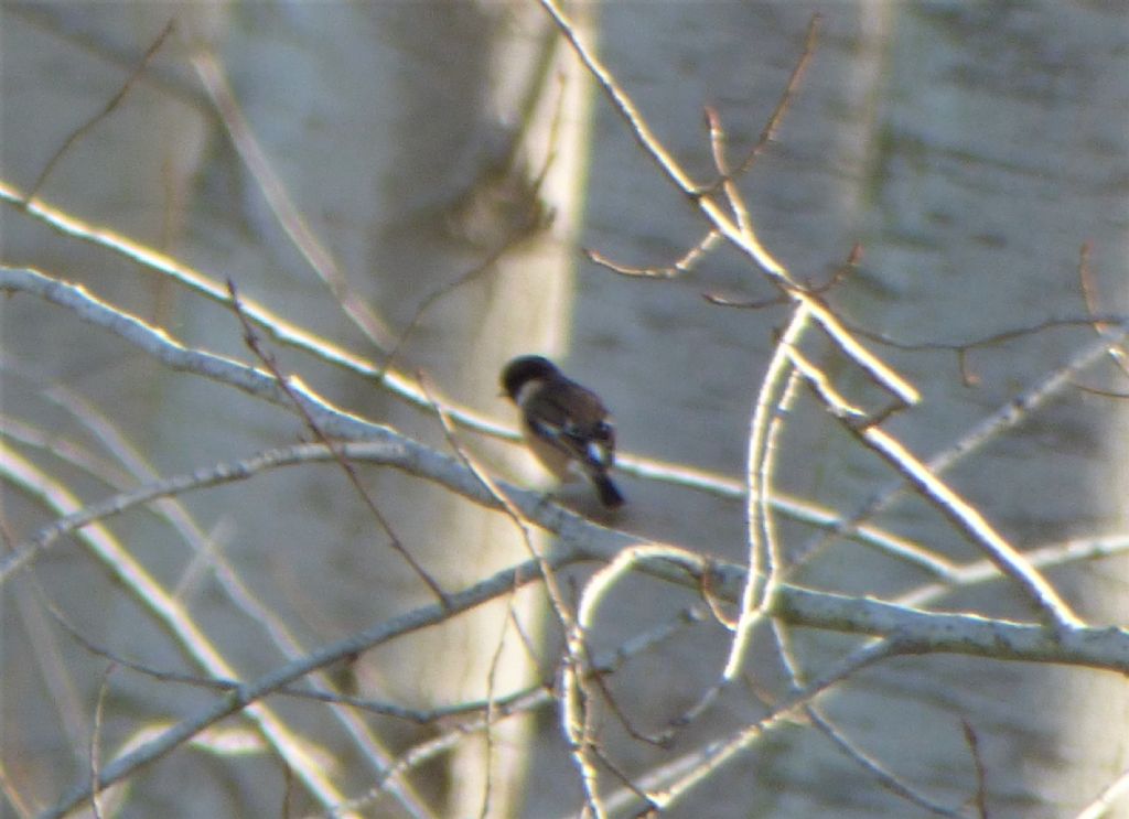 Saltimpali (Saxicola torquatus )